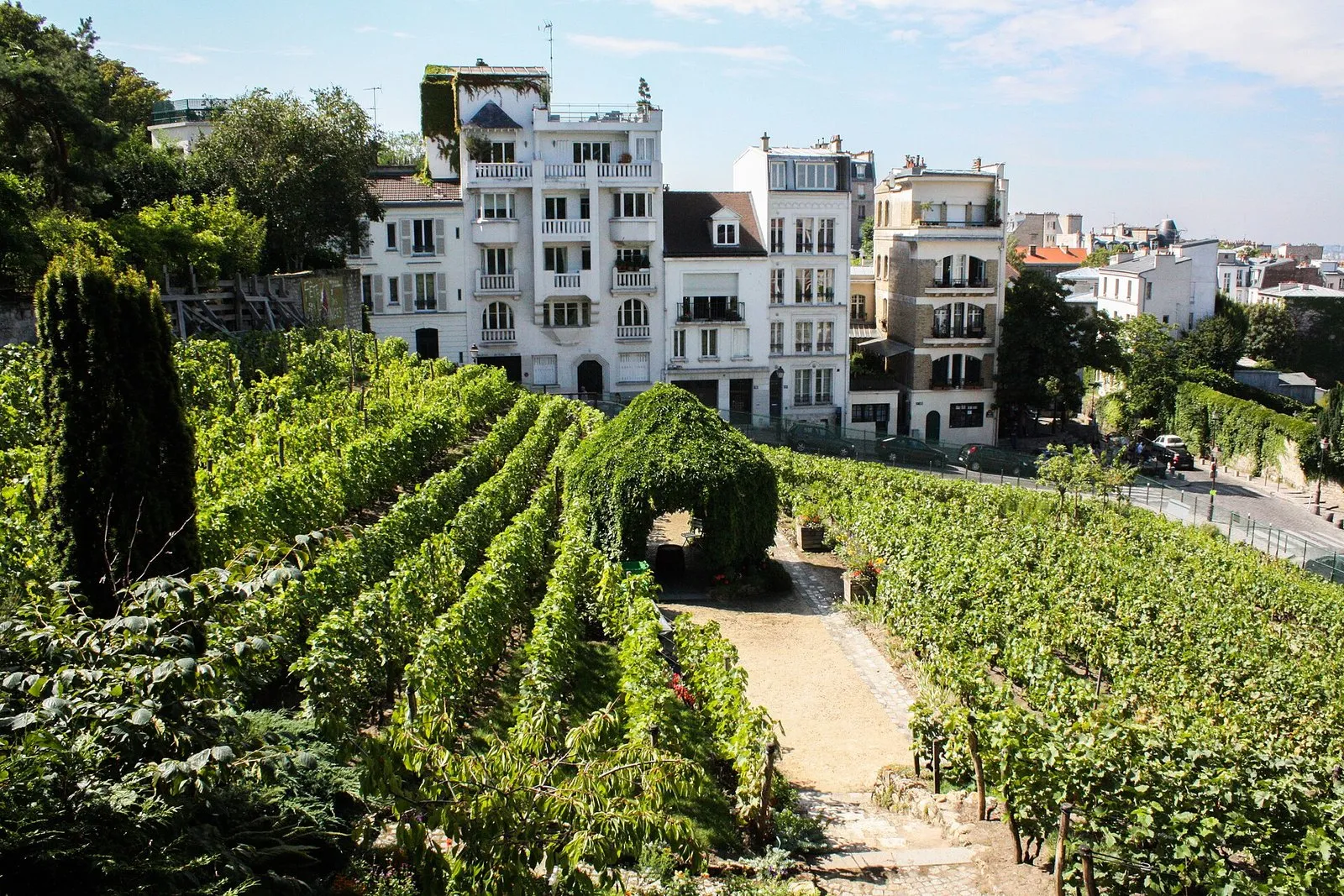 La vigne de Montmartre, au pied des maisons de la butte